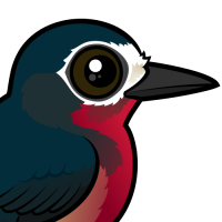 Puerto Rican Woodpecker
