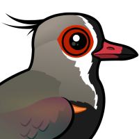 Southern Lapwing