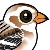 Snow Bunting