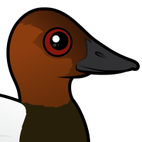 Canvasback