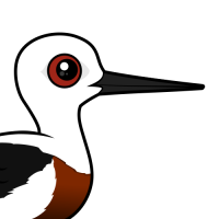 Banded Stilt