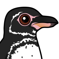 Galapagos Penguin
