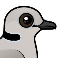 Ring-necked Dove