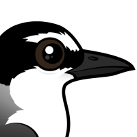 Bridled Tern