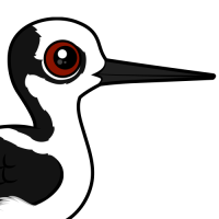 White-backed Stilt