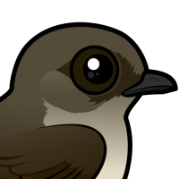 Northern Rough-winged Swallow