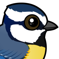 African Blue Tit