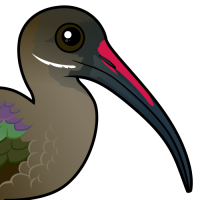 Hadada Ibis
