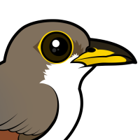 Yellow-billed Cuckoo