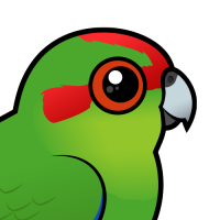 Red-crowned Parakeet