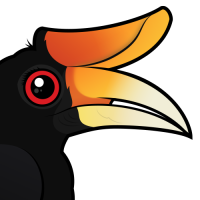 Rhinoceros Hornbill