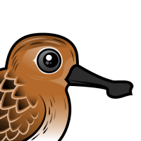 Spoon-billed Sandpiper