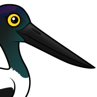 Black-necked Stork