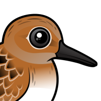 Sanderling