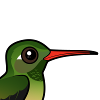 Buff-bellied Hummingbird