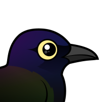 Common Grackle