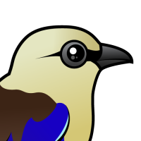 Blue-bellied Roller
