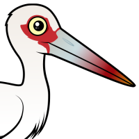 Maguari Stork