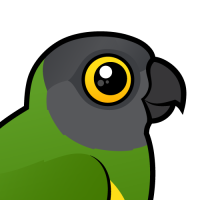 Senegal Parrot