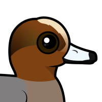 Eurasian Wigeon