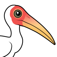 Milky Stork