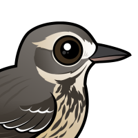 American Pipit