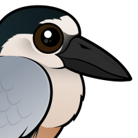 Boat-billed Heron