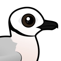Ross's Gull