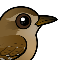 Eurasian Wren