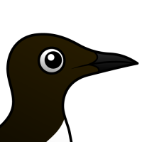 Common Murre