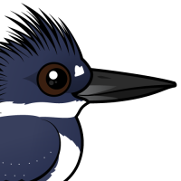 Belted Kingfisher