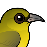 Hawai'i 'Amakihi