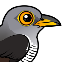 Common Cuckoo