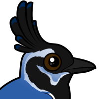 Black-throated Magpie-Jay