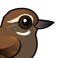 Plain Xenops