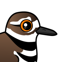 Killdeer
