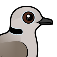 Eurasian Collared Dove