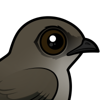 Chimney Swift
