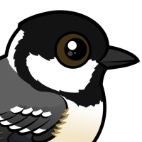 Coal Tit