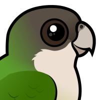 Grey-hooded Parakeet