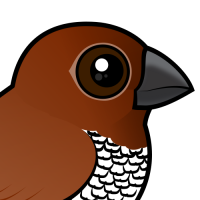 Scaly-breasted Munia