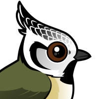 Crested Tit