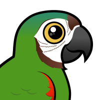 Chestnut-fronted Macaw