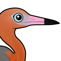 Reddish Egret