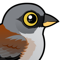 Yellow-eyed Junco