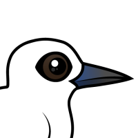 White Tern