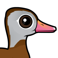 Cute Cartoon Black-bellied Whistling-Duck | Birdorable