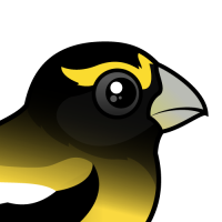 Evening Grosbeak
