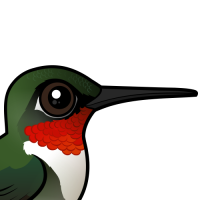 Ruby-throated Hummingbird