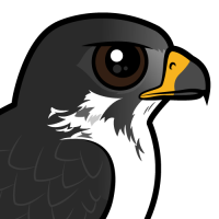 Augur Buzzard